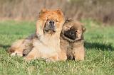 CHOW CHOW 196